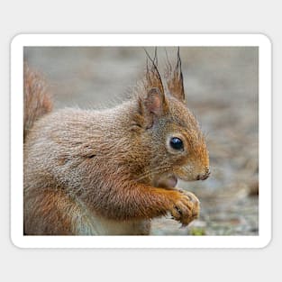 Red squirrel, Formby, England Sticker